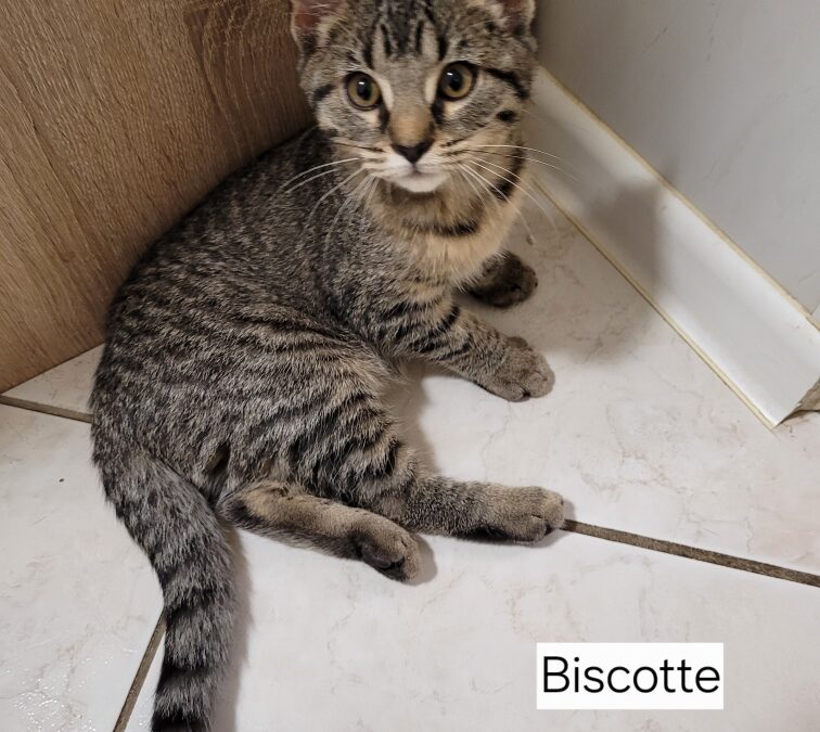 Biscotte