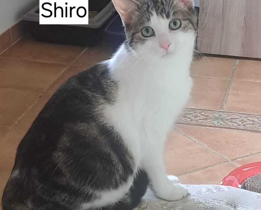 Shiro